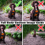 Personalised Dog Cushion Photo Upload Guide