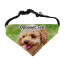 Personalised Dog Bandana