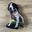 pillow of my pet